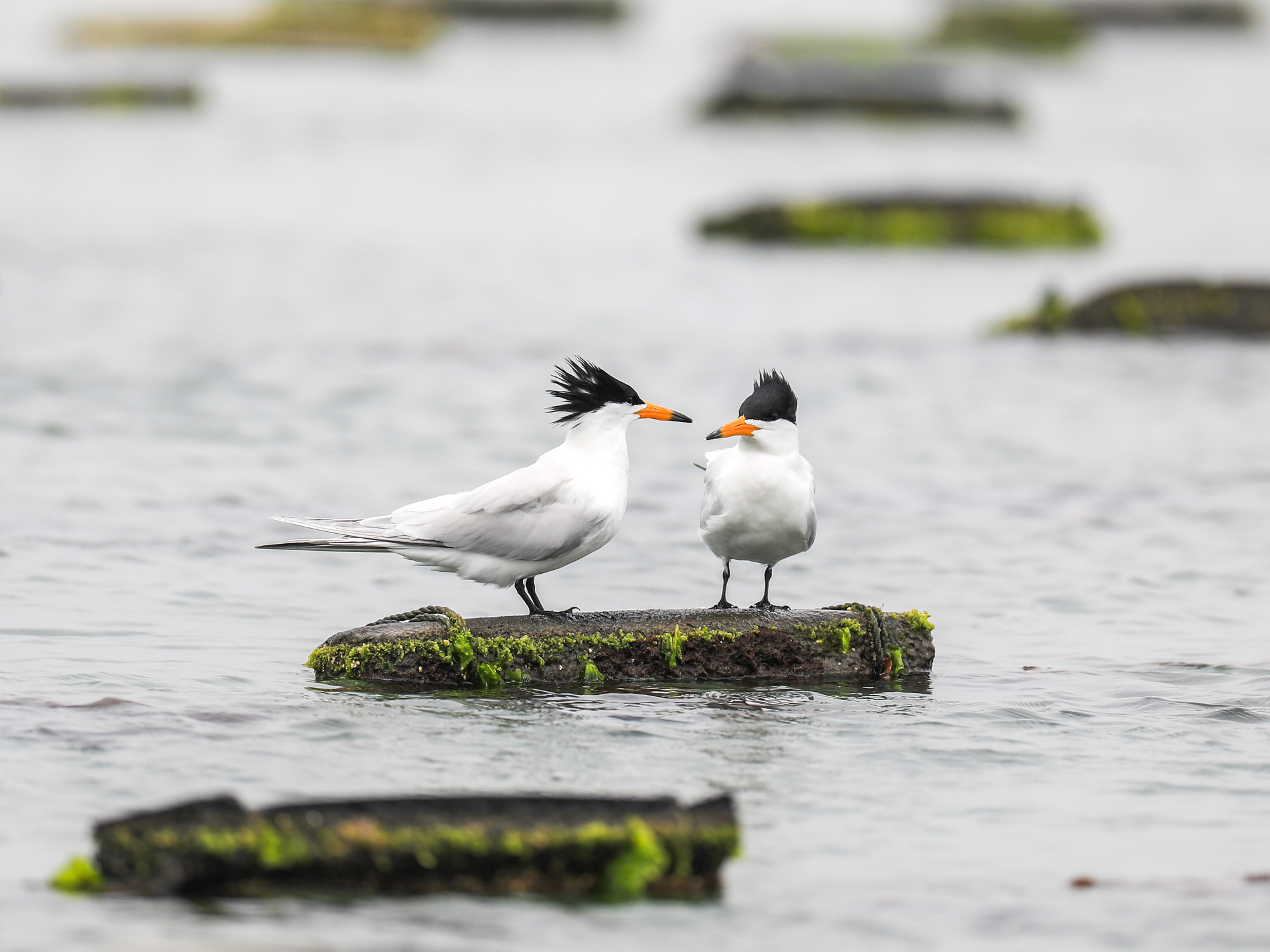 晋江设立县域林业生态保护基金(图2)