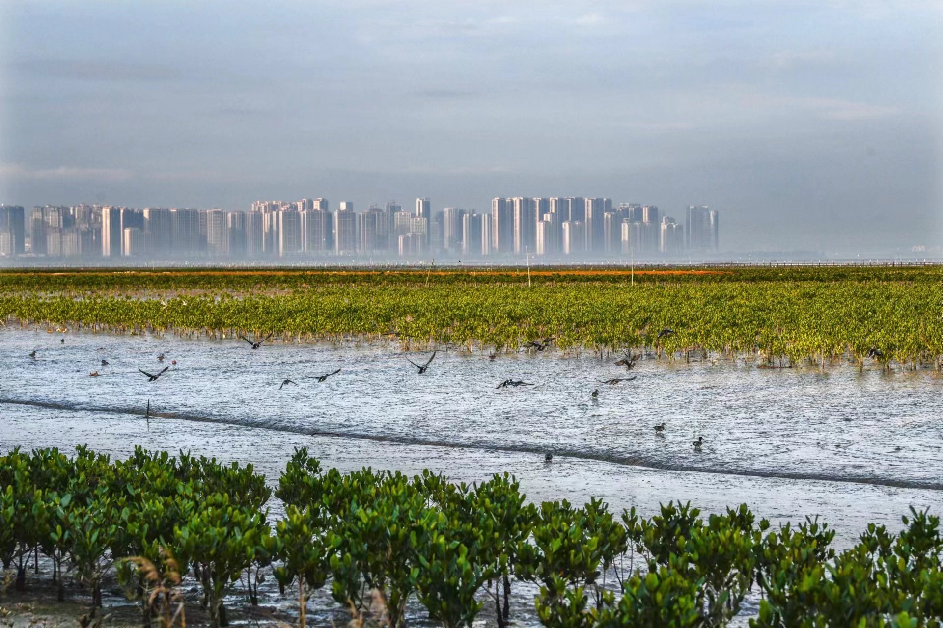 晋江设立县域林业生态保护基金(图1)