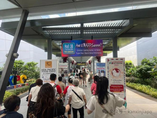 2024年新加坡猫咪节开幕啦这里也有中国的狸花猫？！(图1)