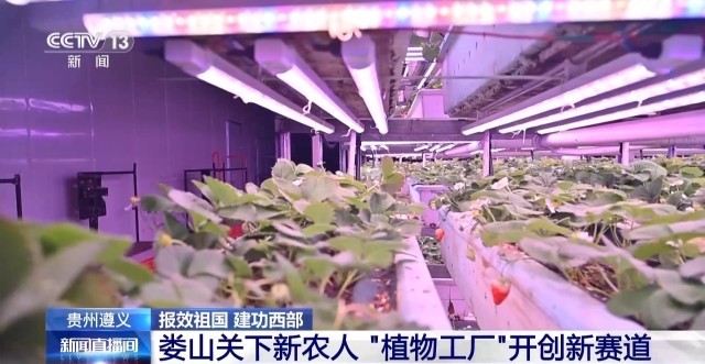 娄山关下新农人“植物工厂”开创新赛道(图1)