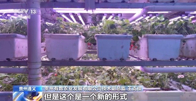 娄山关下新农人“植物工厂”开创新赛道(图7)