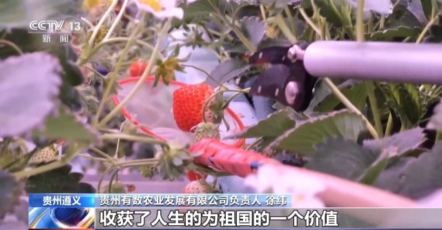 娄山关下新农人“植物工厂”开创新赛道(图9)