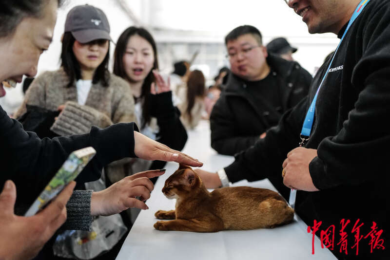 九游体育：宠物时装、宠物直播、AI无创体检“它经济”持续升温(图9)