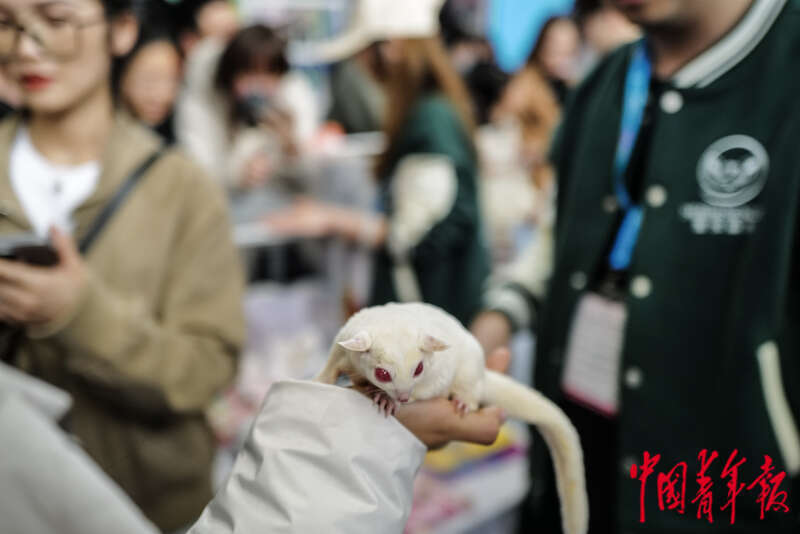 九游体育：宠物时装、宠物直播、AI无创体检“它经济”持续升温(图11)