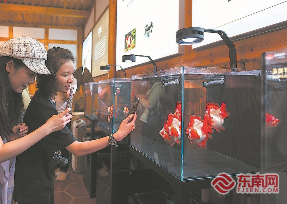 焕新、创新、上新！多维感知活力八闽(图3)