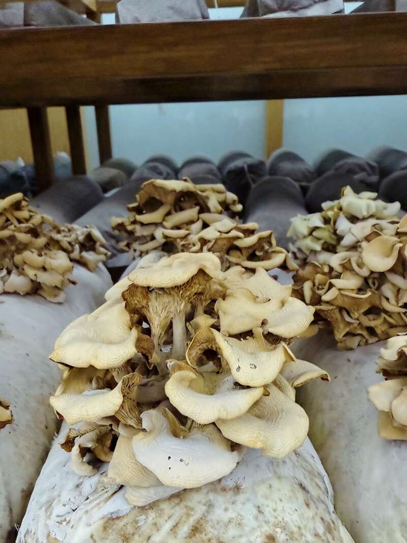 活力中国调研行｜湖北：“向上曲线”背后的“活力密码”(图8)