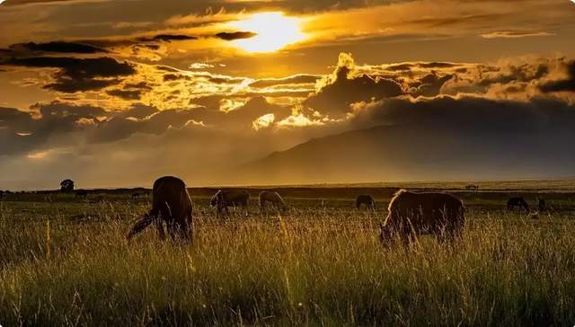 跟风去新西兰开养鸡场3年老爸熬成脑梗连家都快散了!(图4)